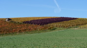 Weinberge im Herbst Weinberge im Herbst