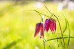 Schachbrettblumen im Sinntal Tagesausflug Schachbrettblumen im Sinntal Tagesausflug