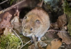 Feldmaus in Königheim Feldmaus in Königheim