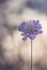 Ackerwitwenblume in Königheim Ackerwitwenblume in Königheim