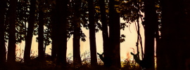Rehe beim Sonnenuntergang Rehe beim Sonnenuntergang