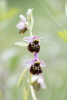 Bienenragwurz im Haigergrund Bienenragwurz im Haigergrund