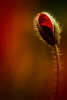 Mohnblume Mohnblume